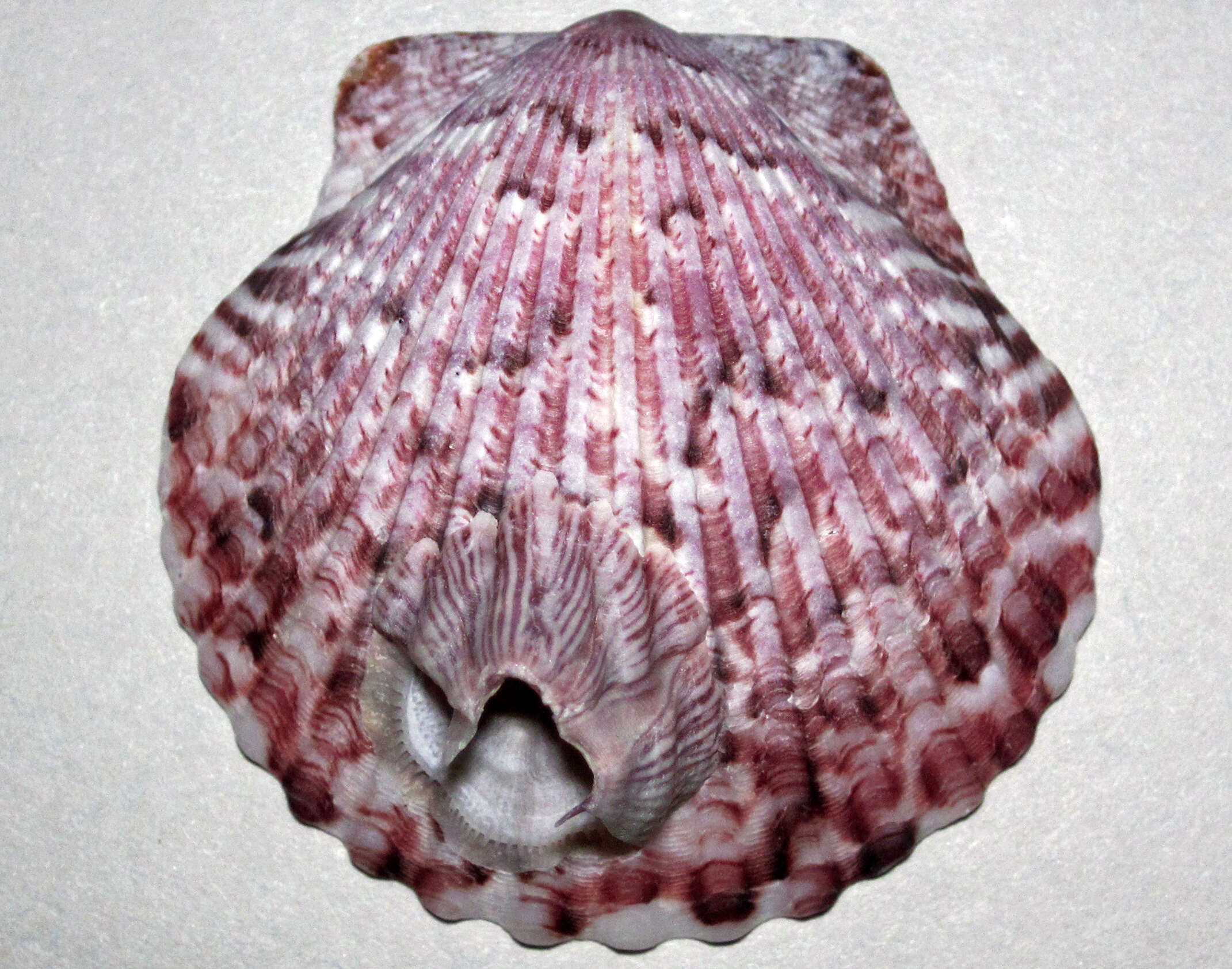 Слика од Argopecten gibbus (Linnaeus 1758)