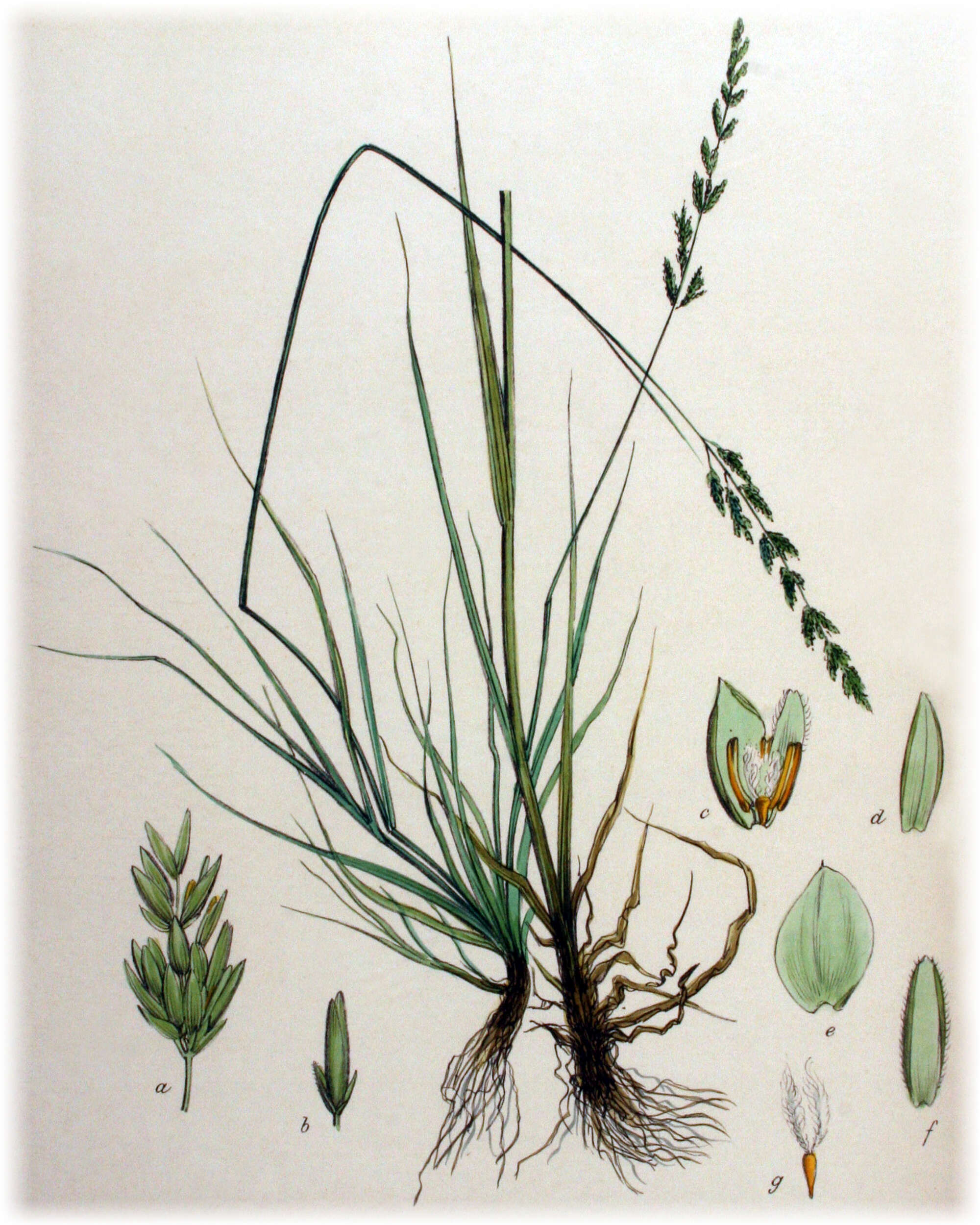 Imagem de Puccinellia fasciculata (Torr.) E. P. Bicknell