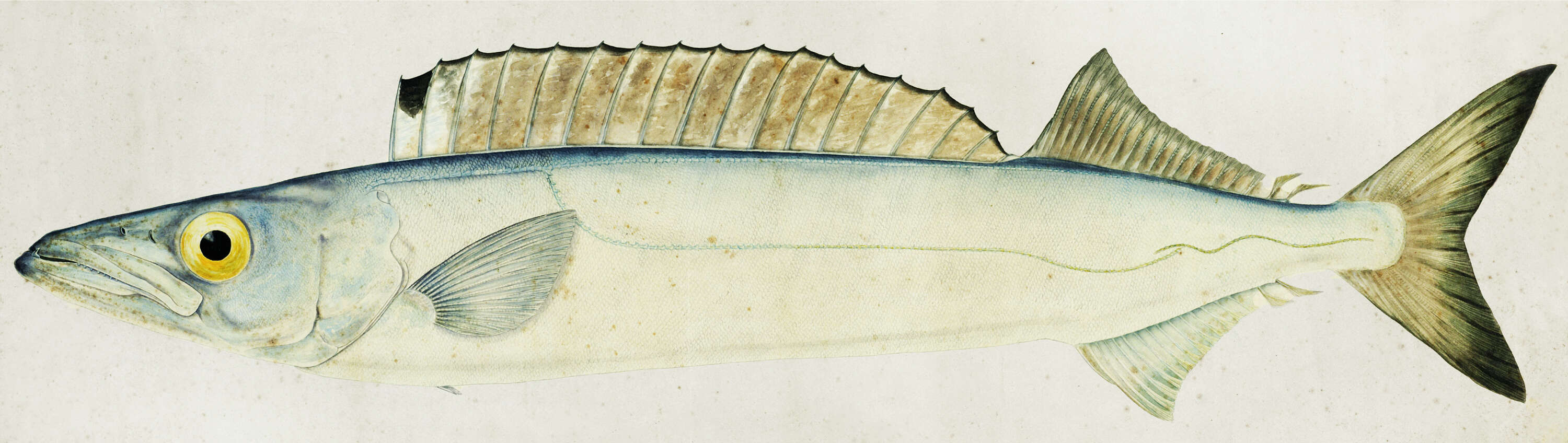 Image of Silver gemfish