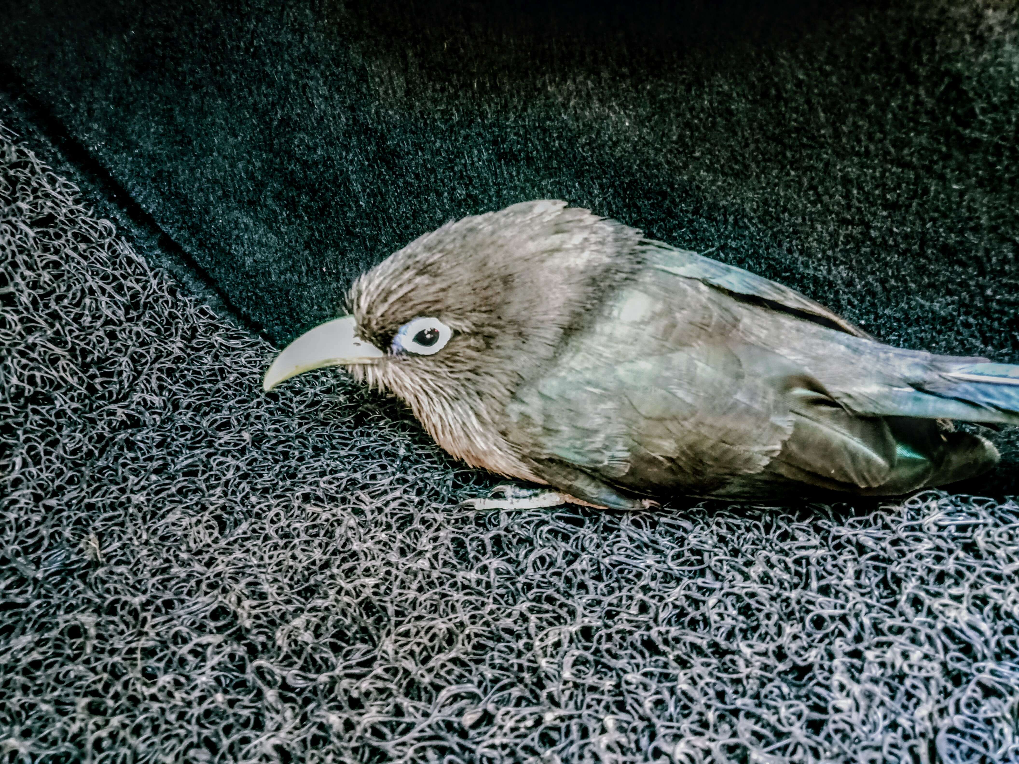 Image of Green-billed Malkoha