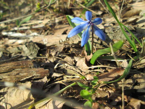 Image of Siberian squill