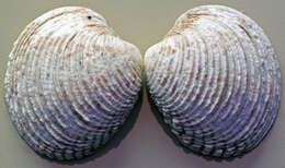 Image of clam