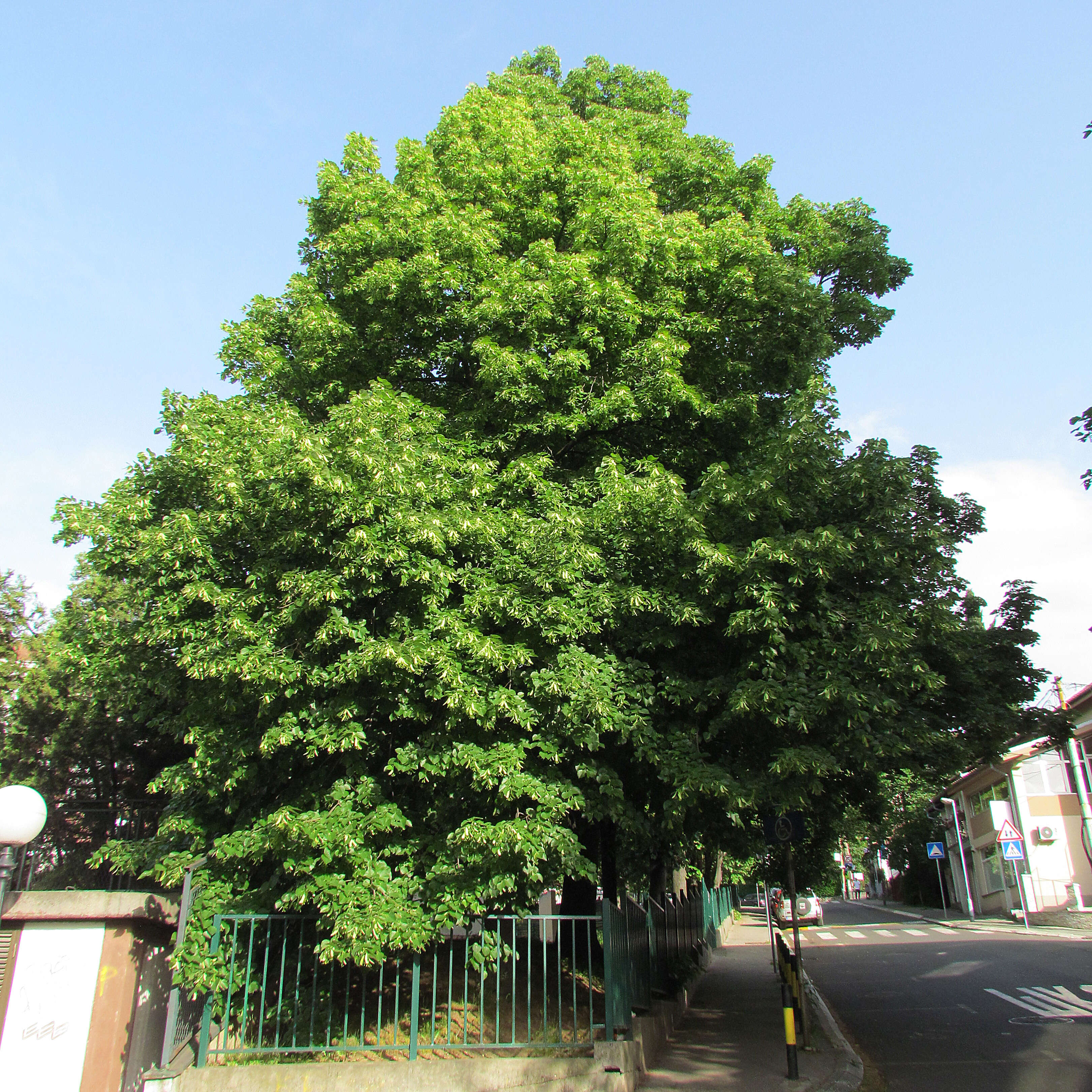 Image of Large-leaved Lime