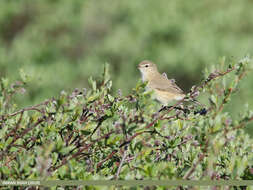 Image of Mountain Chiffchaff