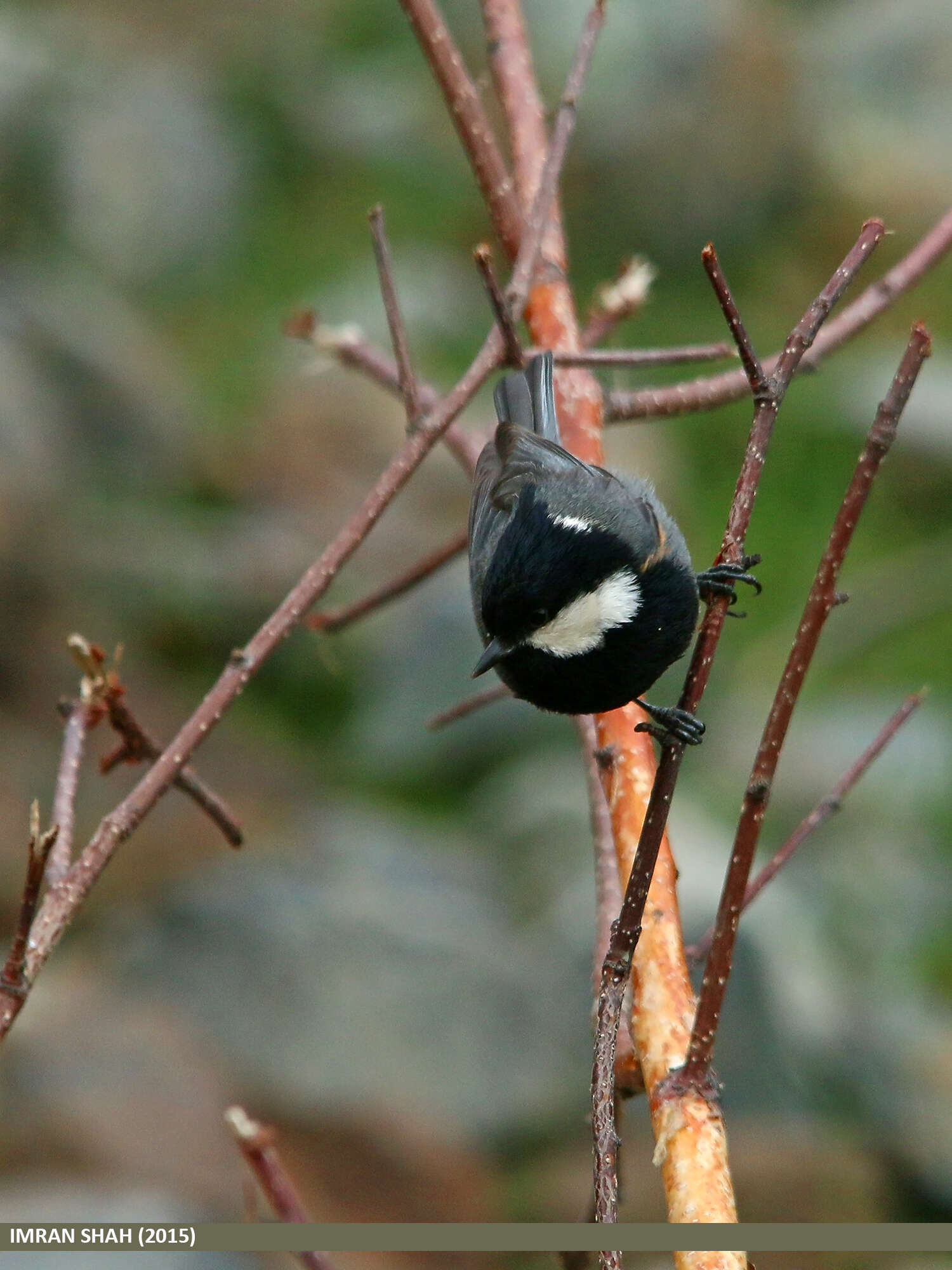 Plancia ëd Periparus rufonuchalis (Blyth 1849)