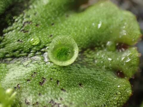 Image of common liverwort