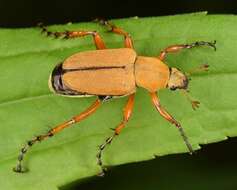 Image of Rose Chafer