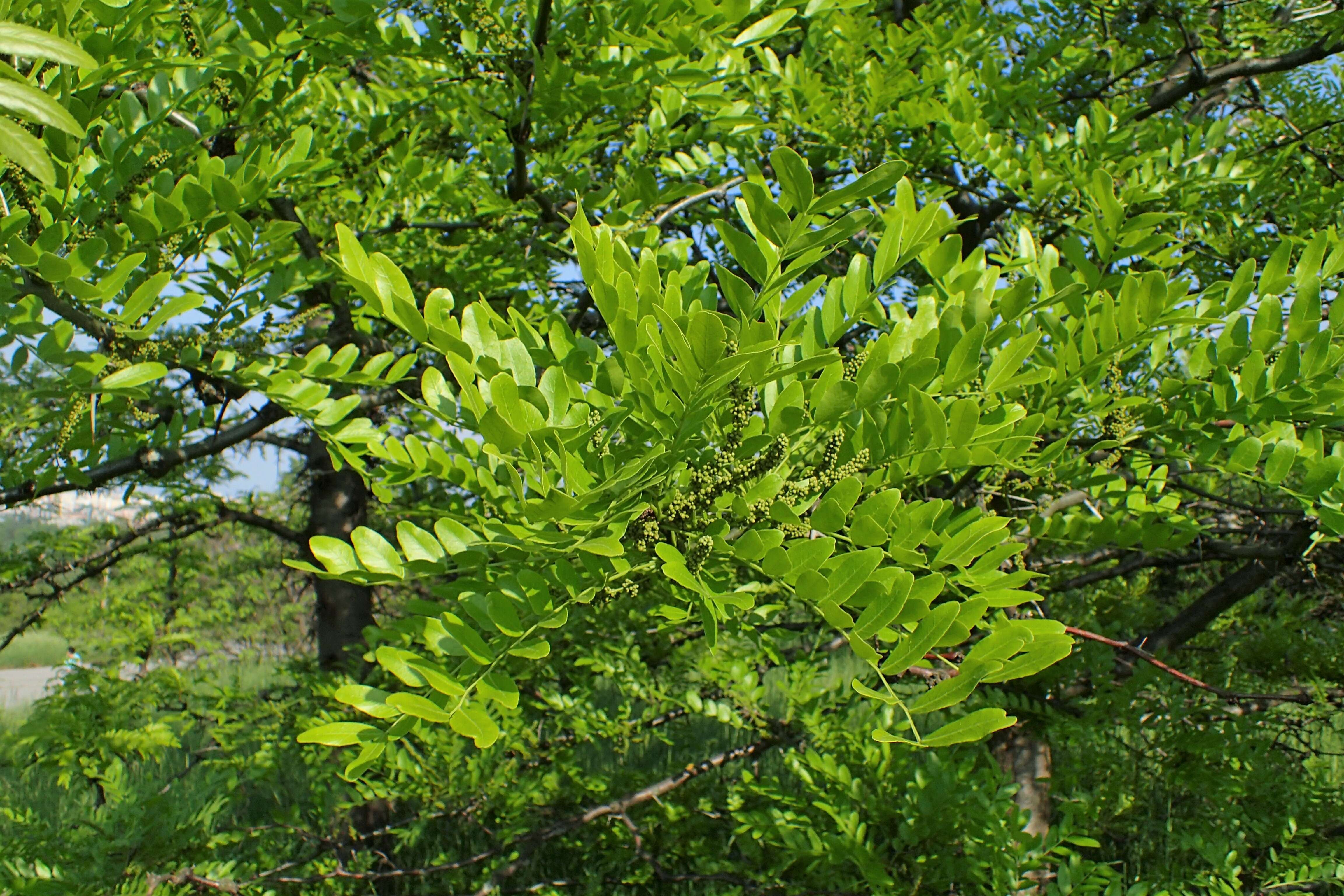 Image of Chinese honeylocust