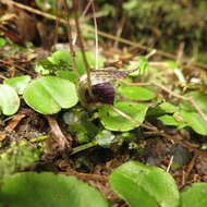 Image de Corybas iridescens Irwin & Molloy