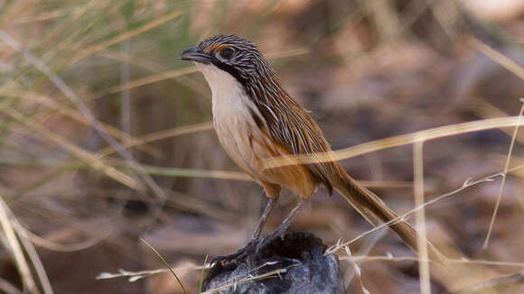 Image of Carpentarian Grasswren