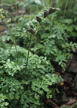 Image of Bolbitis heteroclita (Presl) Ching