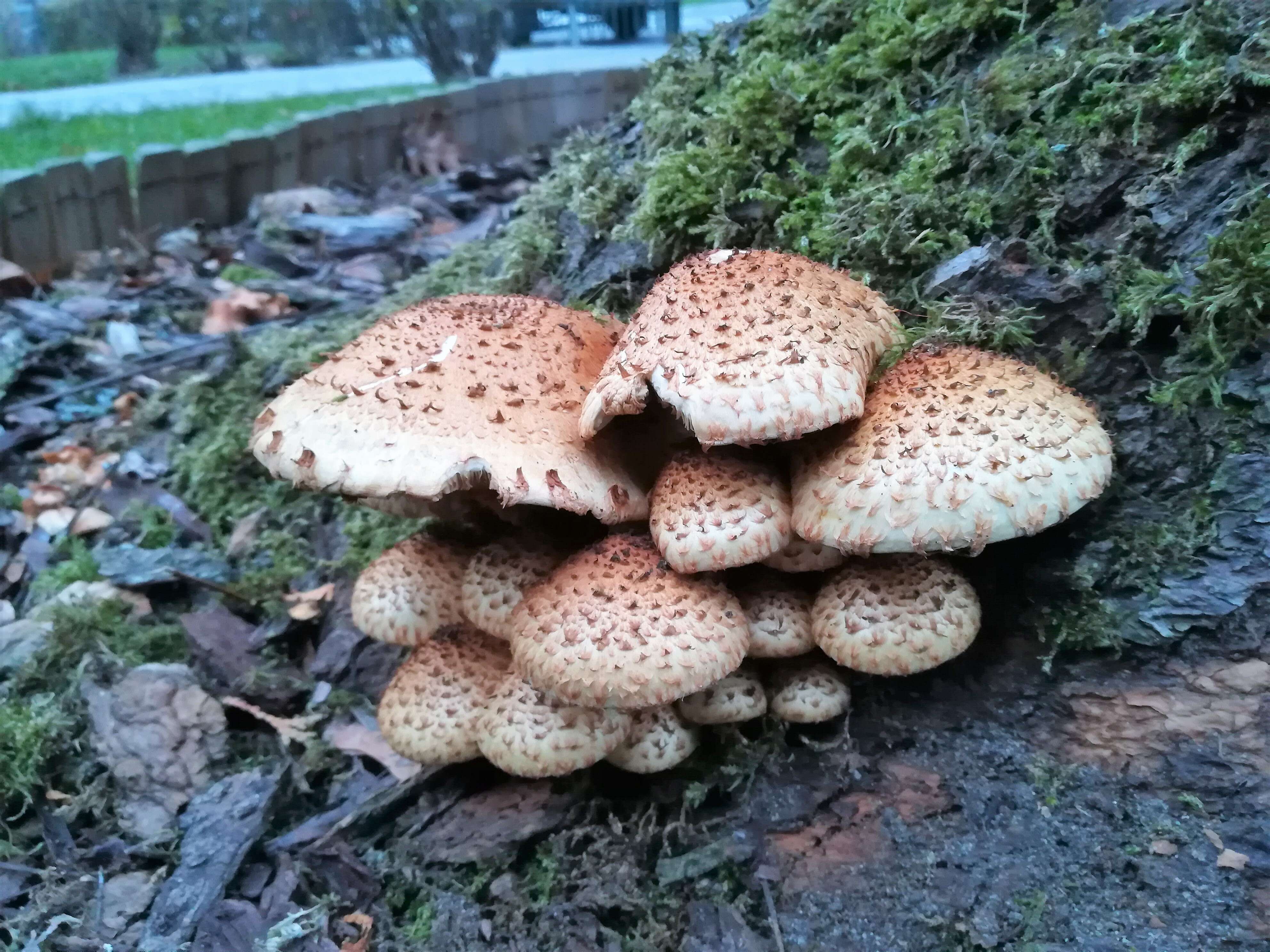 Pholiota squarrosa (Vahl) P. Kumm. 1871 resmi