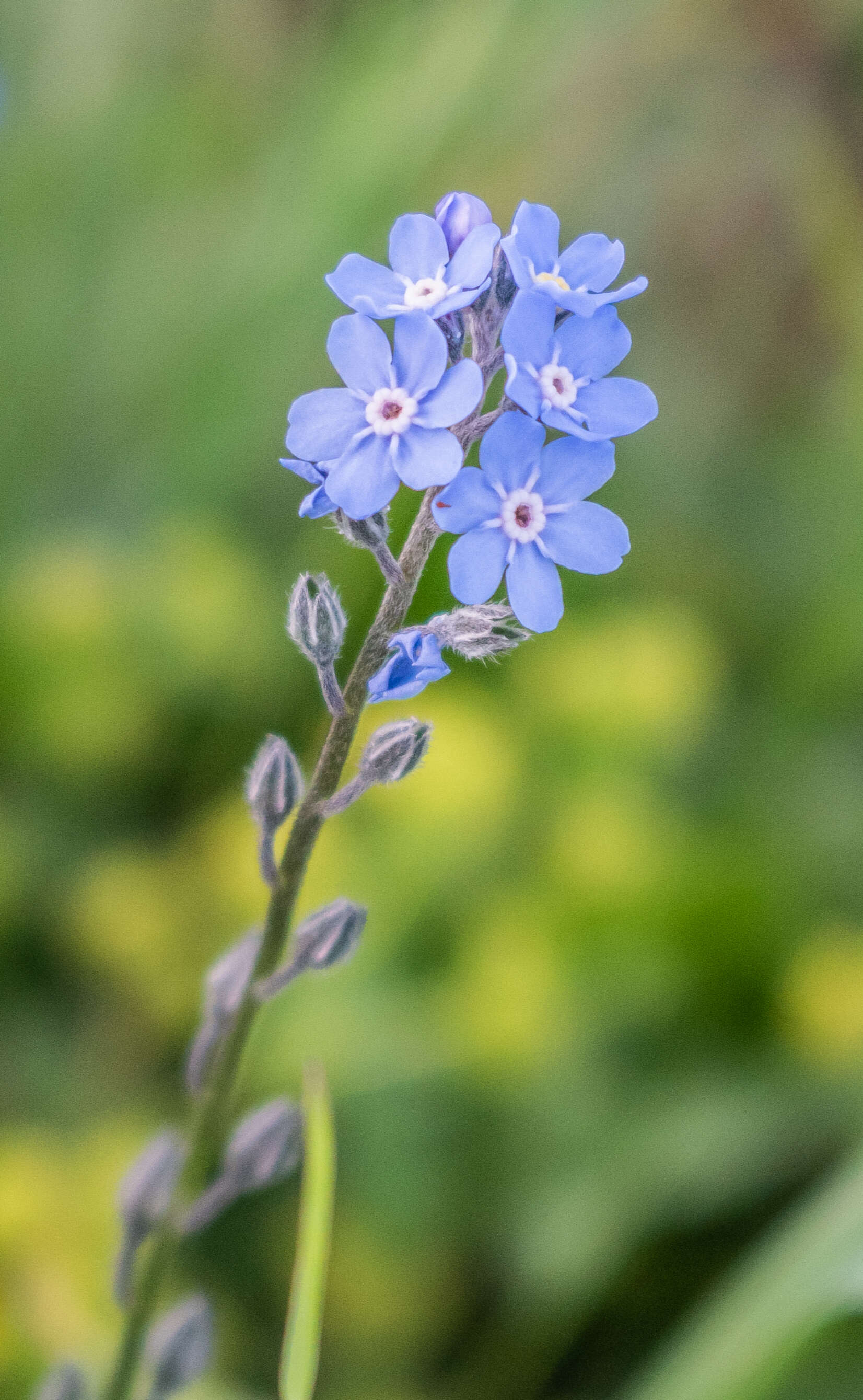 Image of Alpine forget-me-not