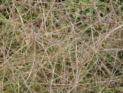 Image of Australian fingergrass