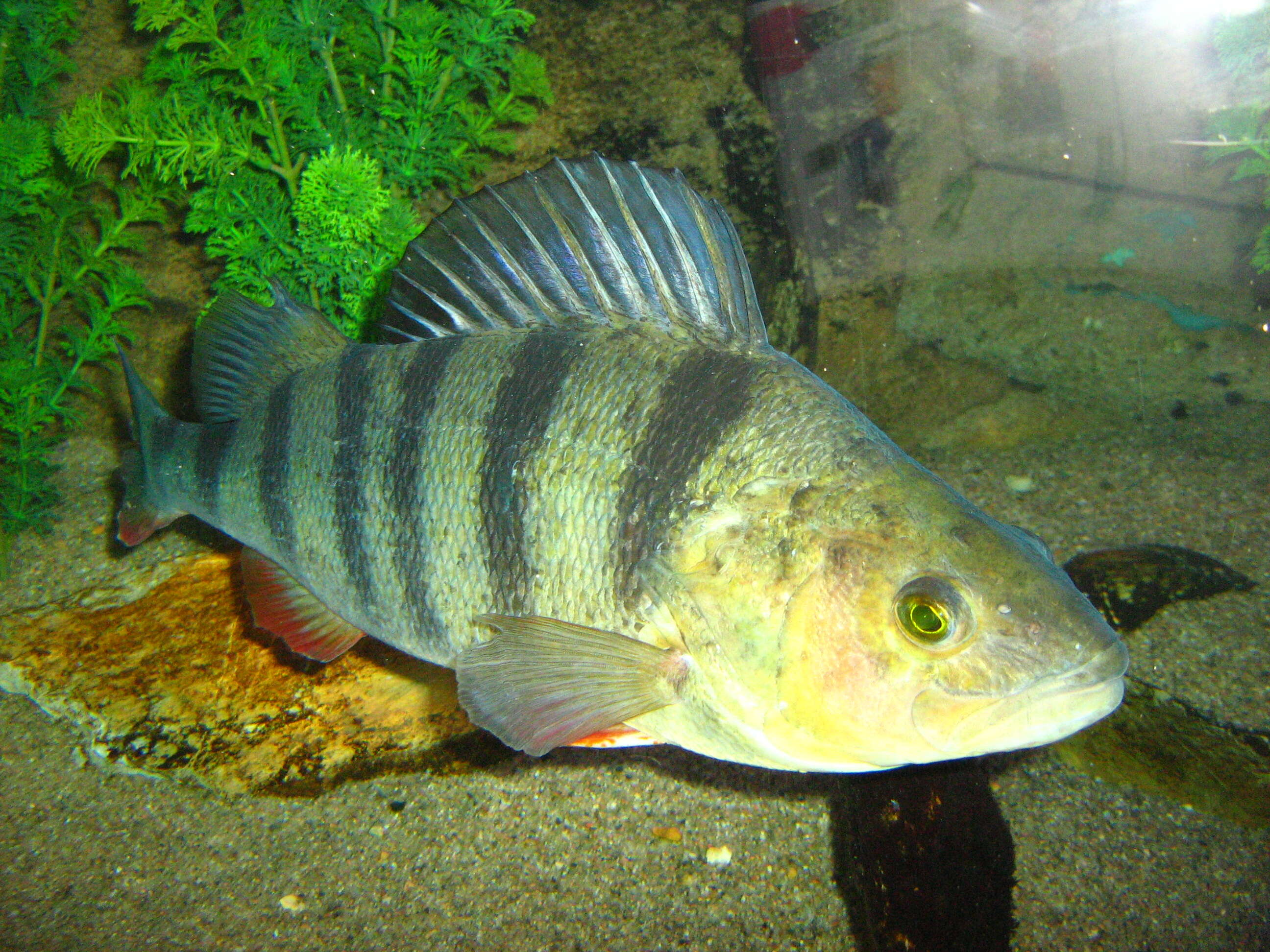 Image of Perch