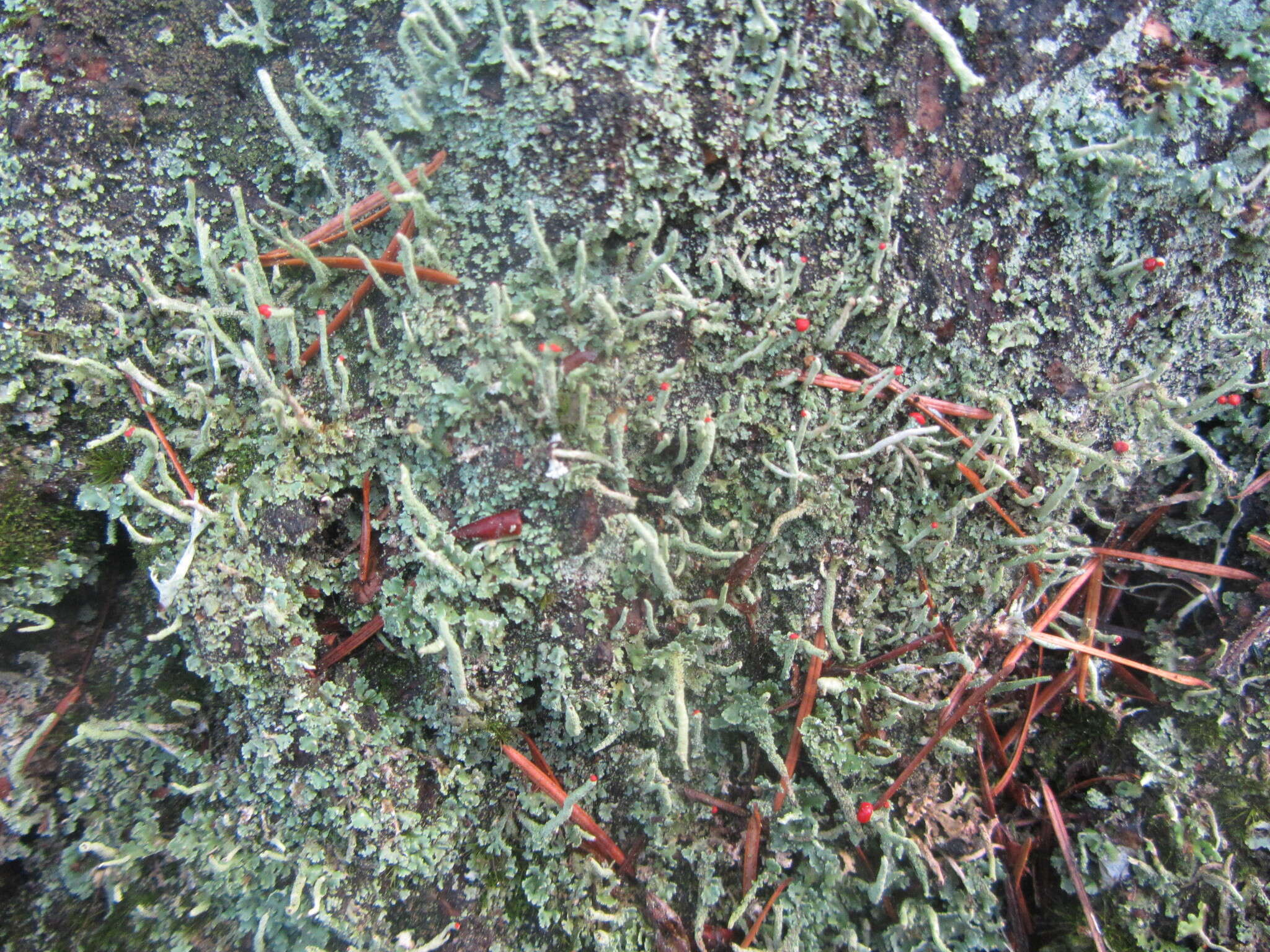 Image of Cladonia macilenta