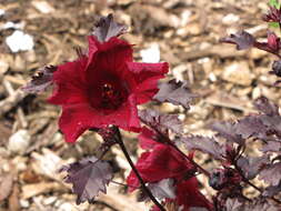 Image of African rosemallow