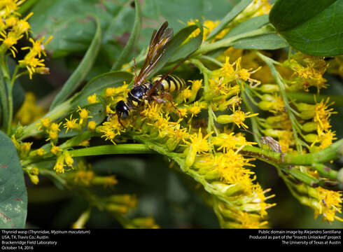 Myzinum quinquecinctum (Fabricius 1775) resmi