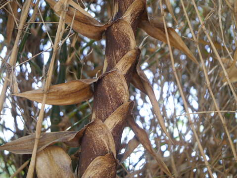 Image of Bambusa ventricosa McClure