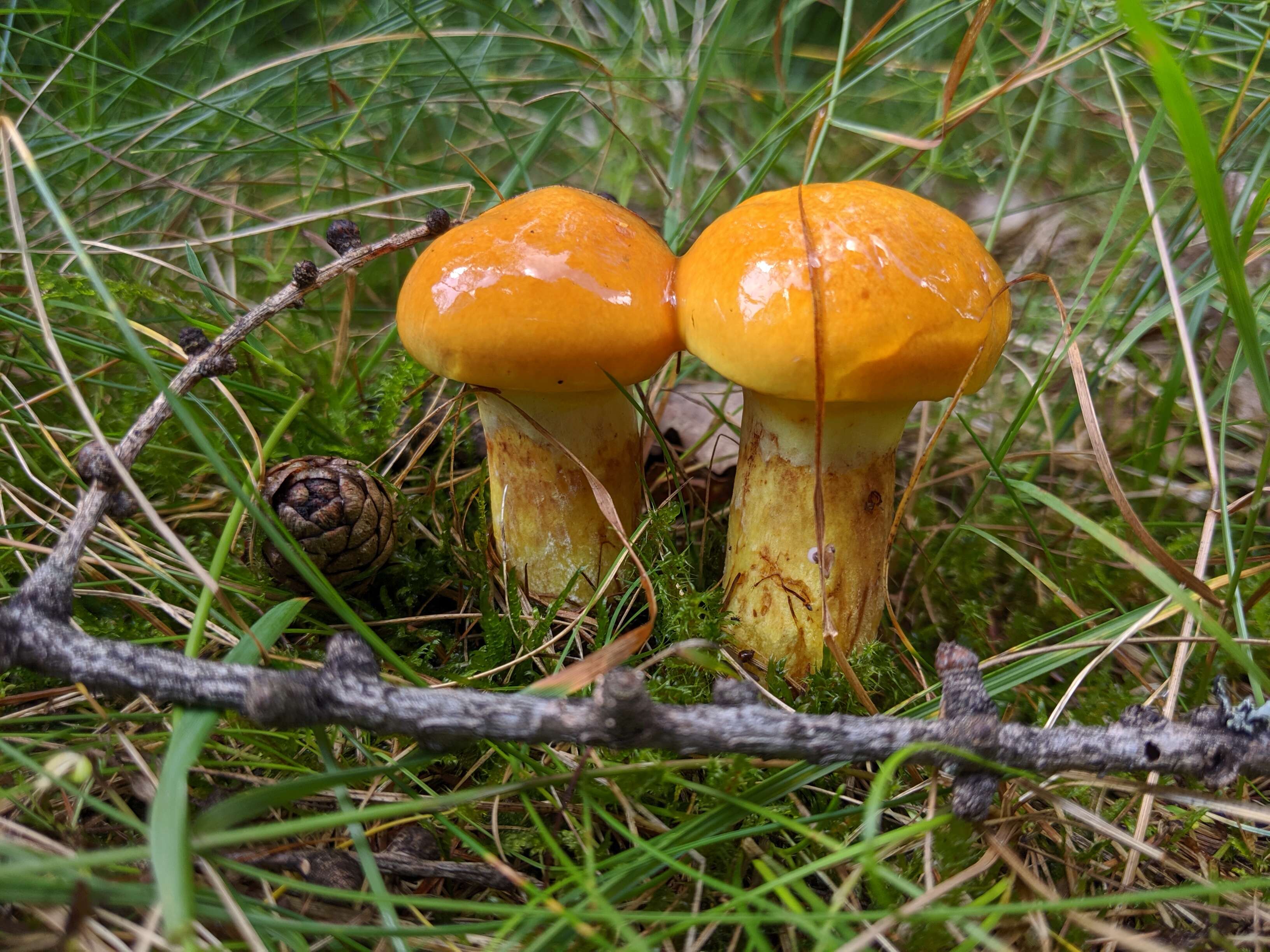 Image of Suillus grevillei (Klotzsch) Singer 1945