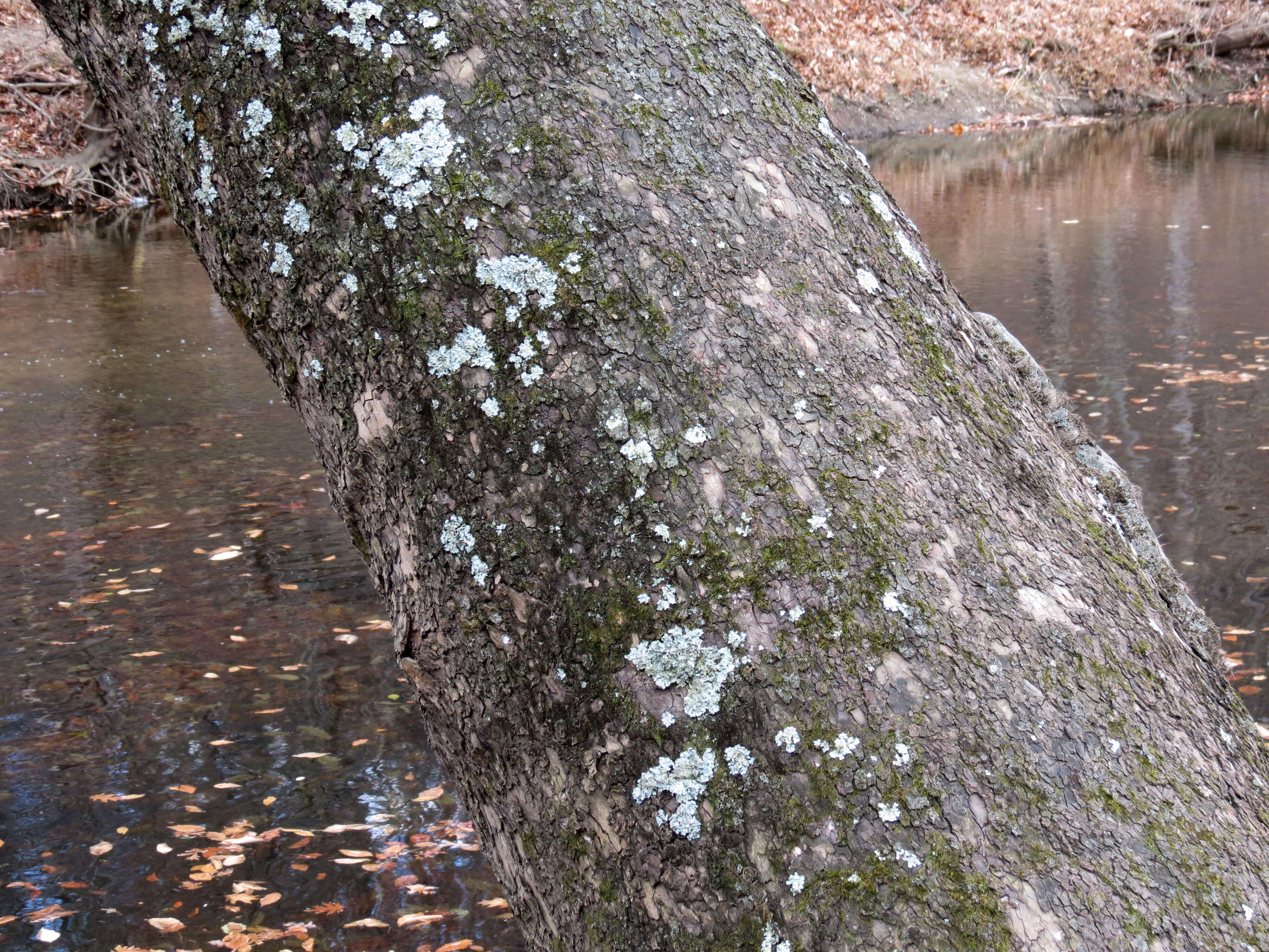 Image of American sycamore