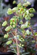 Image of Euphorbia martini Rouy