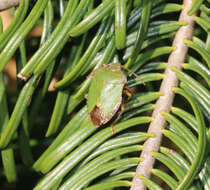 Image of Green shield bug