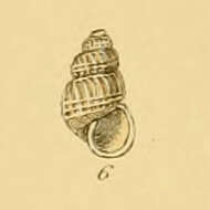 Image of Parthenina eximia (Jeffreys 1849)