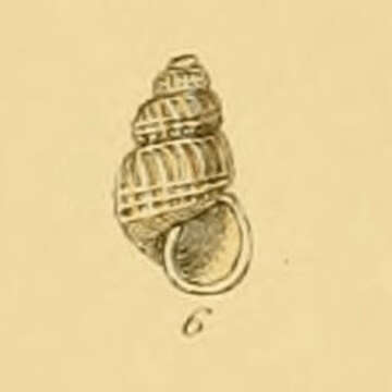 Image of Parthenina eximia (Jeffreys 1849)
