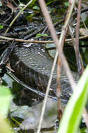 Image of Green anaconda