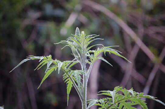 Image of Ambrosia arborescens Mill.