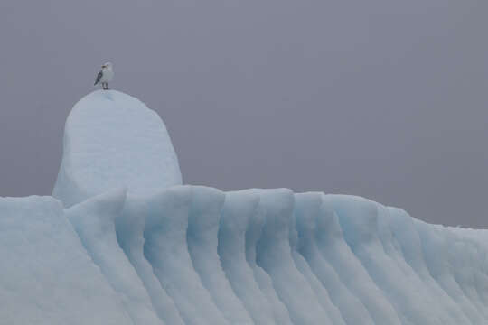 Image of Iceland Gull