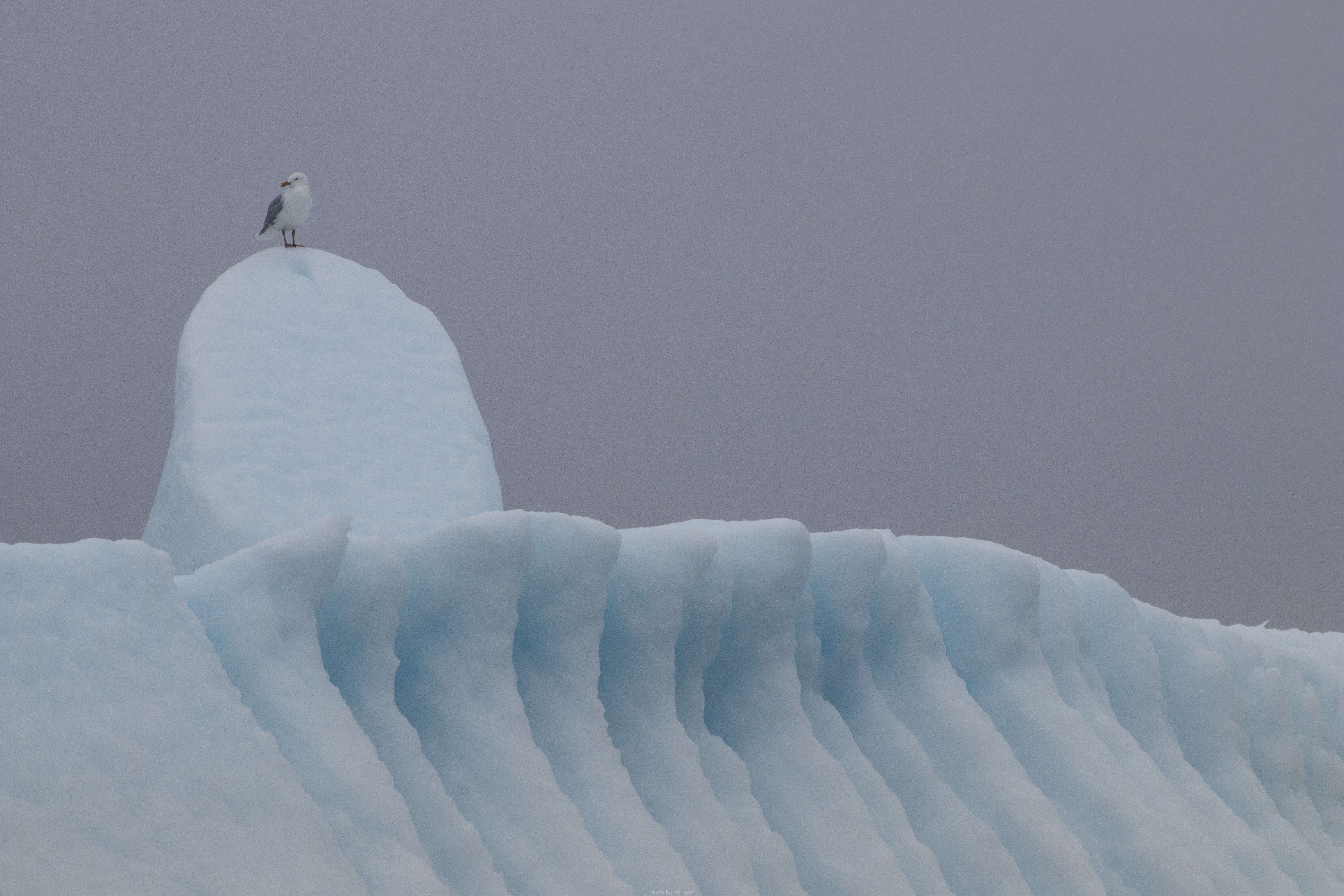 Image of Iceland Gull