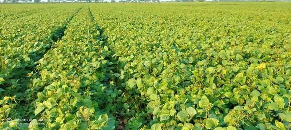 Image of mung bean