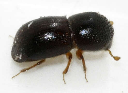 Image of Bark beetle