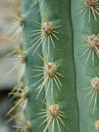 Weberbauerocereus weberbaueri (K. Schum.) Backeb.的圖片