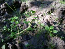 Image of Spatulaleaf Loosestrife