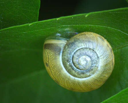 Image of White-lipped banded snail