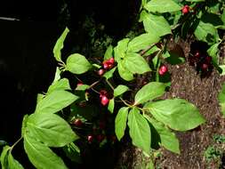 Image of Euonymus oxyphyllus Miq.