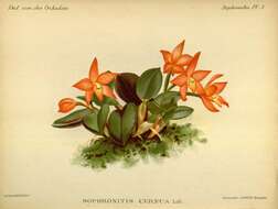 Image of Cattleya cernua (Lindl.) Van den Berg