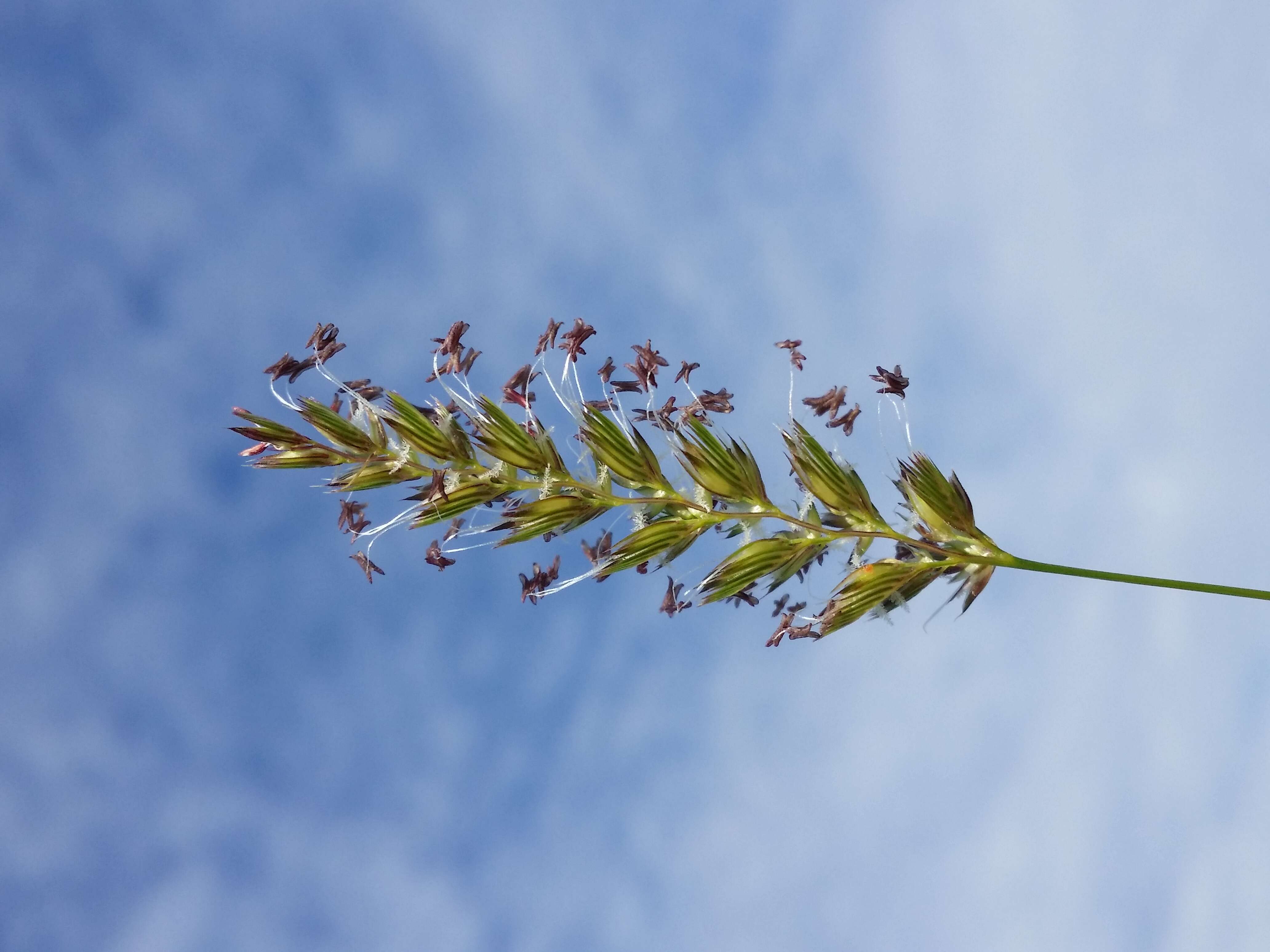 Image of Crested dogstail grass