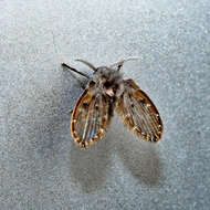 Image of Moth fly