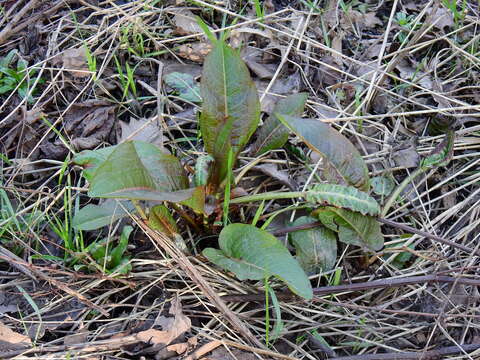 Imagem de Rumex obtusifolius L.