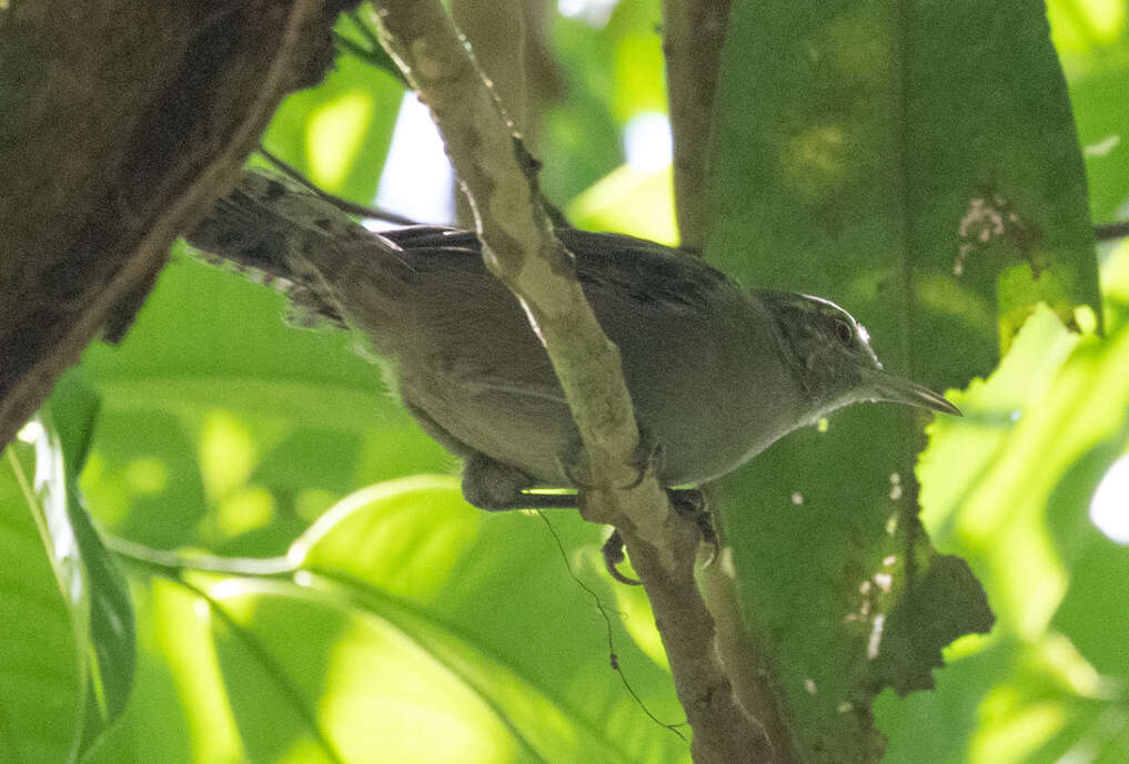 Image of Grey Wren