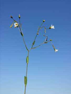 Image of purging flax, fairy flax