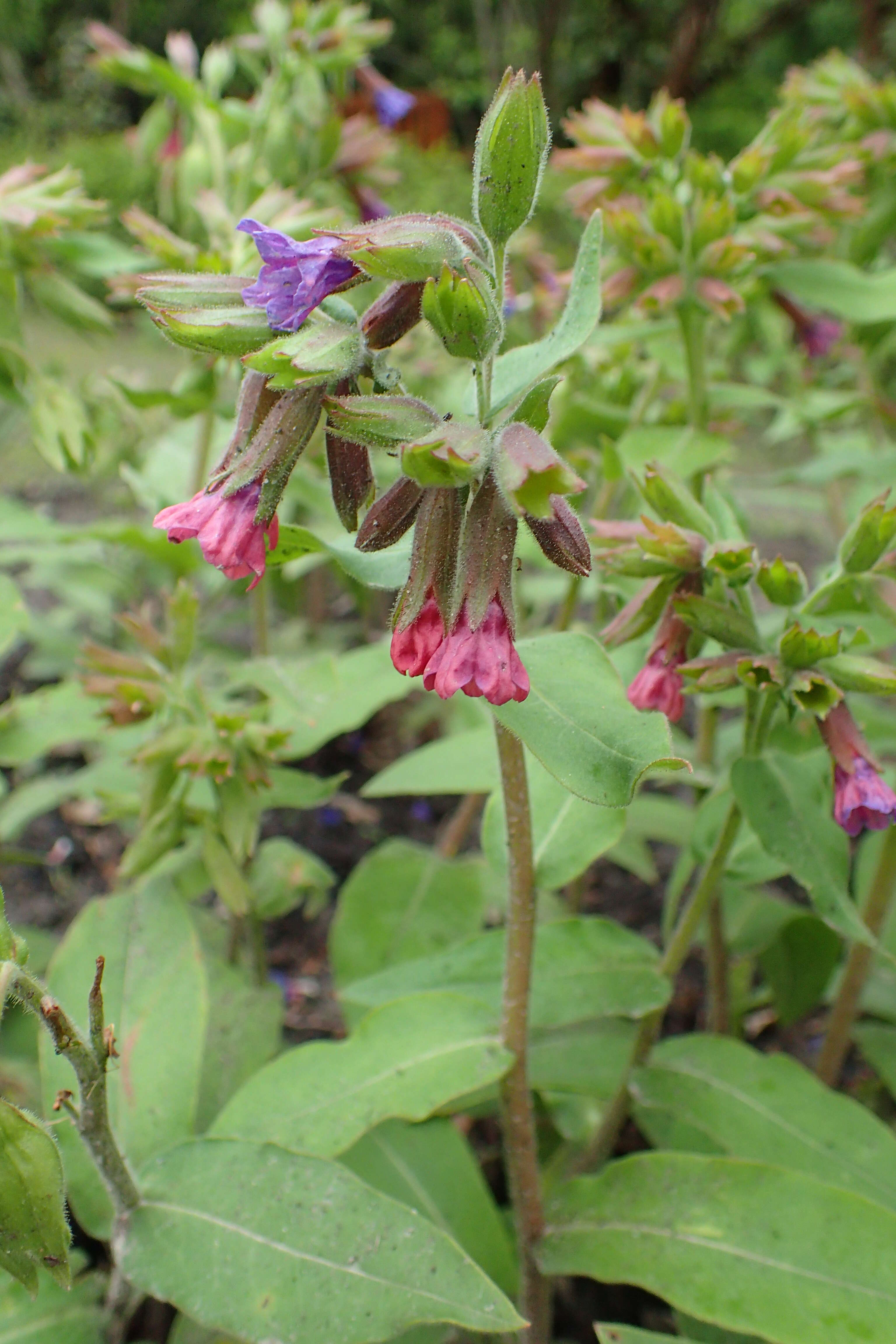 Image of Pulmonaria mollis Hornem.