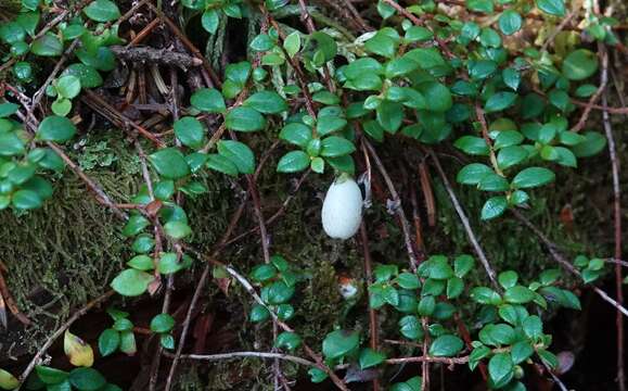 Image of creeping snowberry