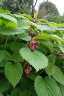 Image of Lamium orvala L.