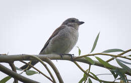 Image of Red-backed Shrike