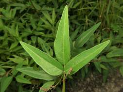 Image of panicledleaf ticktrefoil